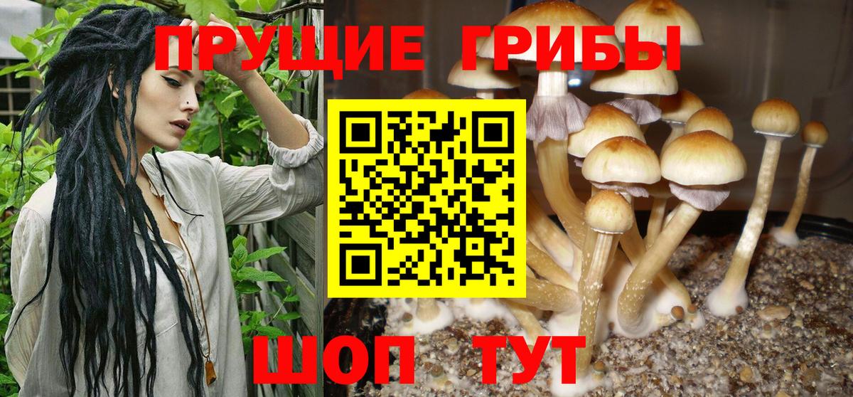 Осинники  Псилоцибиновые грибы Cubensis  Галлюциногенные грибы Psilocybe  Вход с VPN 